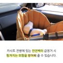 중앙카시트 | 차에서 자꾸 나오려는 강아지 카시트 추천 | 스펠(SPEL) 튤립 카시트 사용 후기