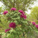 피기피기 이미지