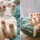 핑크냥이