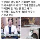 전화할 때 고양이가 옆에서 우는 이유 이미지