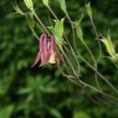 섬초롱민박 이미지