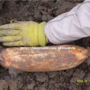 연근가게 이미지