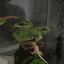 탐험대 | 대전신세계 팝업 ‘포레스트 탐험대’ 크레스티드 게코 입양 후기🦎 도마뱀 집사가 되었어요