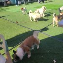 따뜻하개 이미지