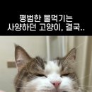 냥 이미지