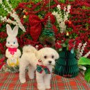 개르띠에 | 말티푸 가을겨울 스타일링 리얼 리뷰 :) 개르띠에에서 완성 찐 후기