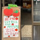 농부의 열매 | [다이소 토마토 키트] 씨앗부터 열매 수확까지의 기록 🍅