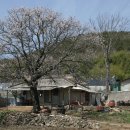 살구나무집 이미지