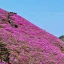 제 [2,071차] 04월 06일경남 함안 작대산 창원 천주산(638.8m) 진달래 산행안내 이미지