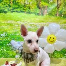 그루멍(groomung) 이미지