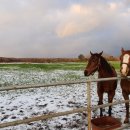 중앙목장 이미지