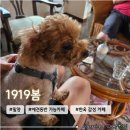 산외로 | 경남 밀양 실내 애견동반 가능 한옥카페 &lt;1919봄&gt; 내돈내산 방문후기