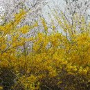 개화산공원 Daum카페