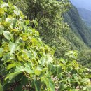 머루와 다래 이미지