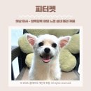 피터펫 미사점 | 하남 미사/애견카페 - 피터펫 알록달록 야외 느낌의 실내 애견카페 내돈내산