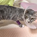 곰곰동물병원 이미지