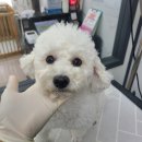 플러스 애견미용실 이미지