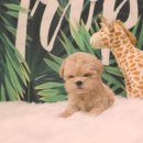 만남-행복한꿈 이미지