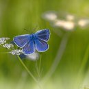 영천아이시로 이미지