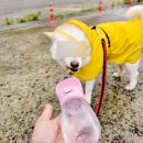 A dog's (어독스) | 실외배변견 보호자가 여행을 포기하는 진짜 이유, 키워본 사람만 압니다