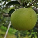 시일농장 이미지