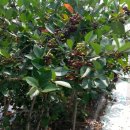 정대농장 이미지