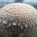 윤승호농장 이미지