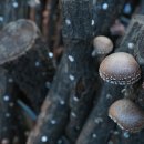 도은농장 이미지