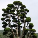 화승원 이미지