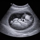 도그헬퍼 이미지