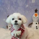 아띠그루밍 이미지