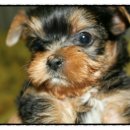 소미애견 농장 이미지