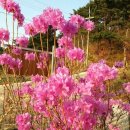 비슬산 풍경펜션 이미지