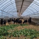 홍길동목장 이미지