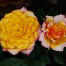 허브아일랜드 식물원 이미지