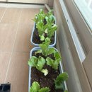 렌즈미 청주로데오점 이미지