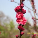 복숭아쉼터 이미지