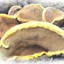 상황버섯, 목질진흙버섯은 항암효과가 뛰어나고 임금님진상품이였다 이미지