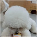 광주애견유치원호텔미용 마마스미독펜트하우스 본점 이미지