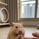 오물오물 네이버블로그