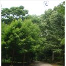 부소산성 낙화암 갈림길 이미지