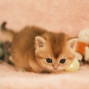 부산고양이분양 퍼스트캣 부산점 이미지