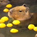 아난티 앳 부산 코브호텔 이미지