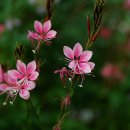 홍접초Gaura lindheimeri 이미지