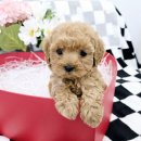 가온펫(안심분양센터) 이미지