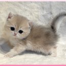 주식회사 제나캣고양이분양 | 해운대 고양이분양 특별한 고양이 분양 매장 제나캣(ZENACAT) 후기🐾