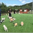 펫파크 - 용인시 기흥구 동백중앙로 221 | 펫파크