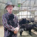 오산흑염소농장 이미지