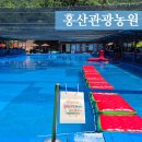 부여 홍산관광농원 수영장, 평상까지 완벽 (Ft.아기동반)