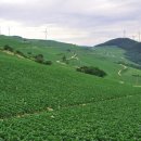 바람의언덕A 이미지